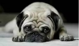 巴哥最新爆料新闻视频